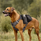Waterproof Dog Harness & Leash Set