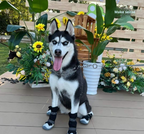 Winter Warm Dog Boots