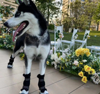 Winter Warm Dog Boots