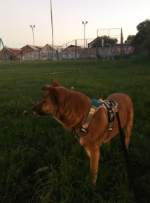 Harnais réfléchissant anti-traction pour chien