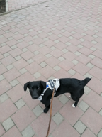 Harnais réfléchissant anti-traction pour chien