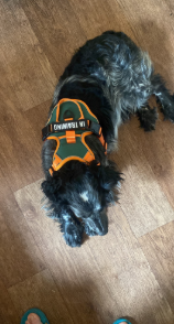 Harnais réfléchissant anti-traction pour chien